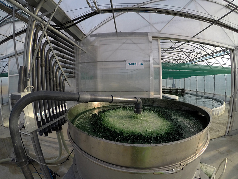 lavorazione-spirulina